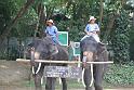 Thailand2013 103 ChiangMai ElephantCamp13