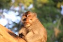 Indonesien 2018 299 Ubud Monkey Forest