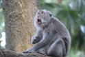 Indonesien 2018 300 Ubud Monkey Forest