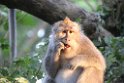 Indonesien 2018 302 Ubud Monkey Forest