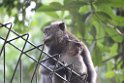 Indonesien 2018 304 Ubud Monkey Forest