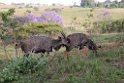 Suedafrika 141 Swasiland Mlilwane Wildlife Sanctuary