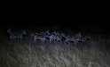 Suedafrika 91 KrugerPark NightDrive