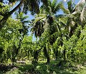 Seychellen 19 503 LaDigue Vanille-Plantagen