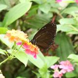 Philippinen 2020 166 Rollertour Bohol Habitat Butterfly Garden
