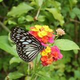 Philippinen 2020 167 Rollertour Bohol Habitat Butterfly Garden