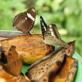 Philippinen 2020 168 Rollertour Bohol Habitat Butterfly Garden