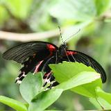 Philippinen 2020 169 Rollertour Bohol Habitat Butterfly Garden