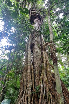 australien25_182_Cairns_Skyrail null