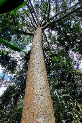 australien25_184_Cairns_Skyrail null
